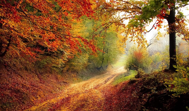 Foggy Road